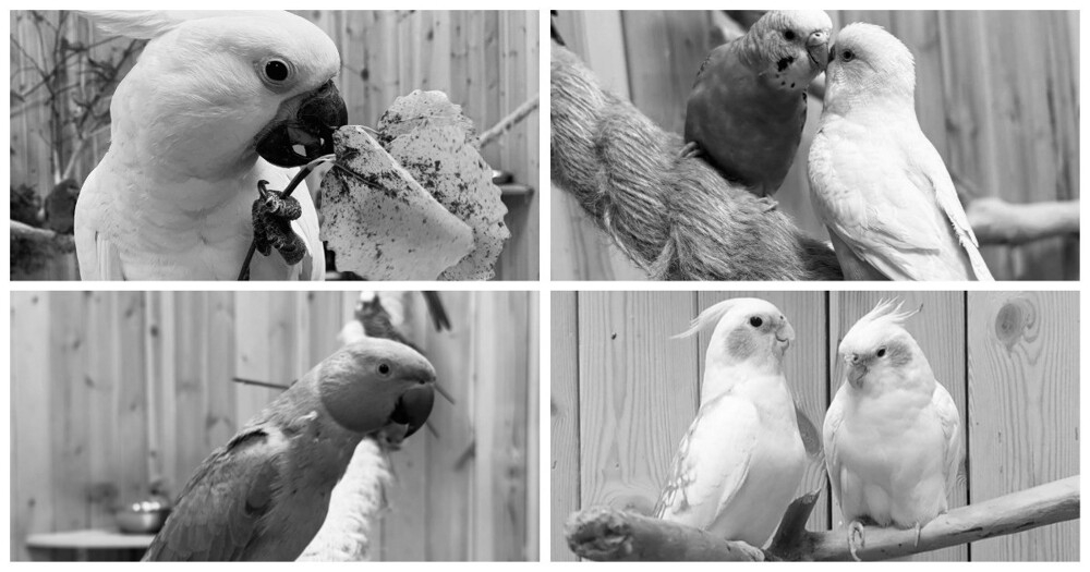 
        В&nbsp;зоопарке в&nbsp;Ленинградской области погибло почти 60&nbsp;попугаев    