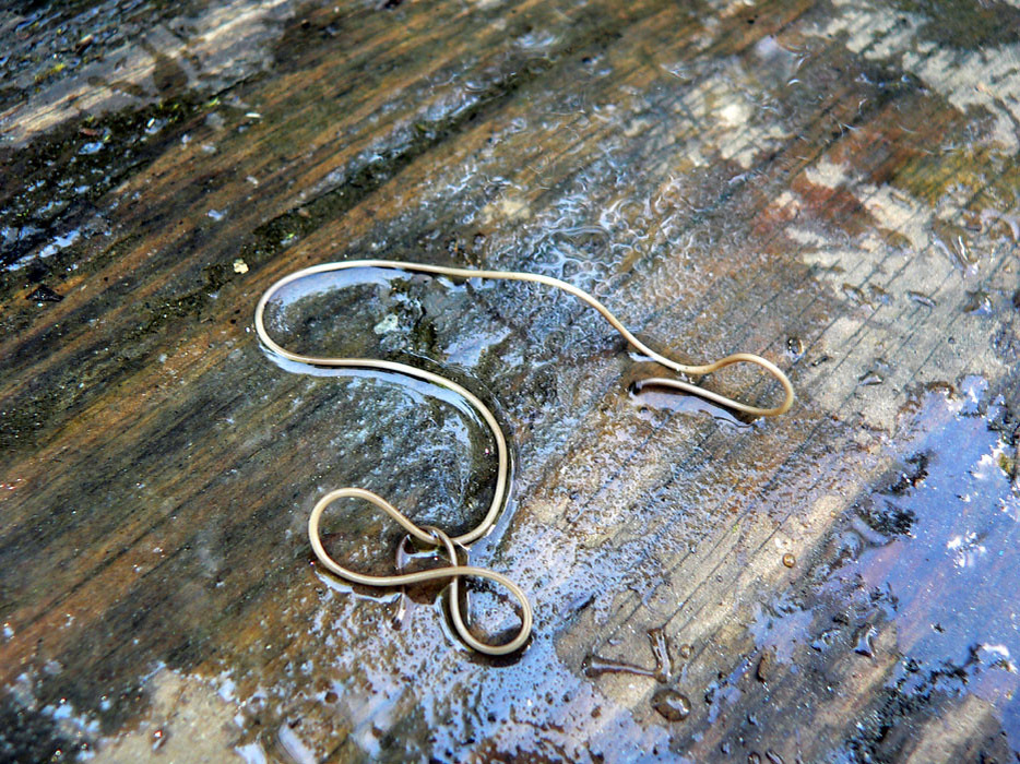 
        Конский волос: червяк-паразит наших водоёмов    