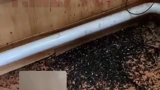 
        В&nbsp;Волгоградской области нашли &laquo;самую запасливую мышь&raquo; с&nbsp;гигантскими запасами    