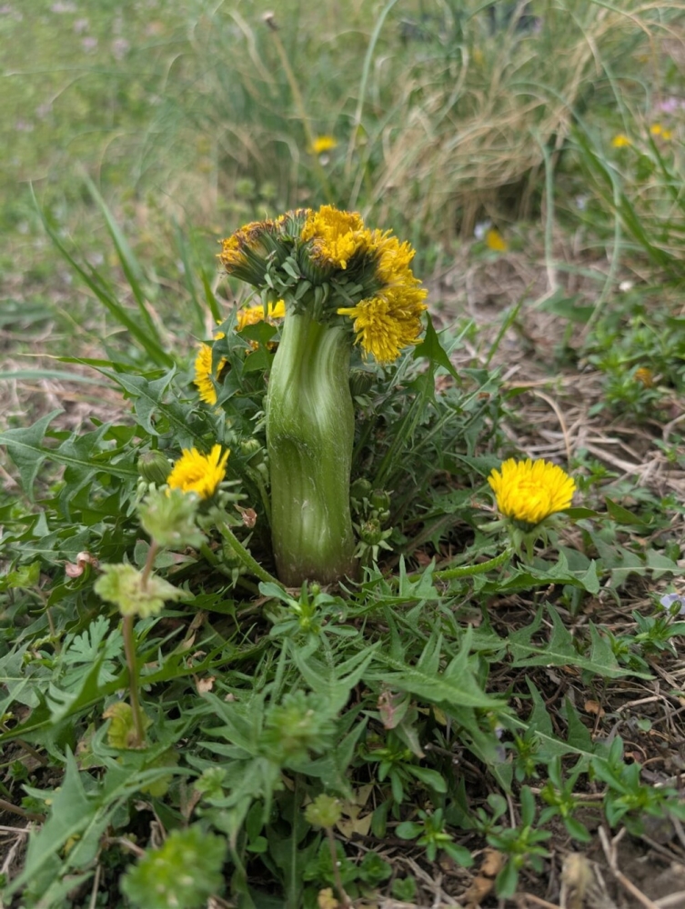 
        22&nbsp;случая, когда мать-природа включила режим &laquo;рояль в&nbsp;кустах&raquo;    