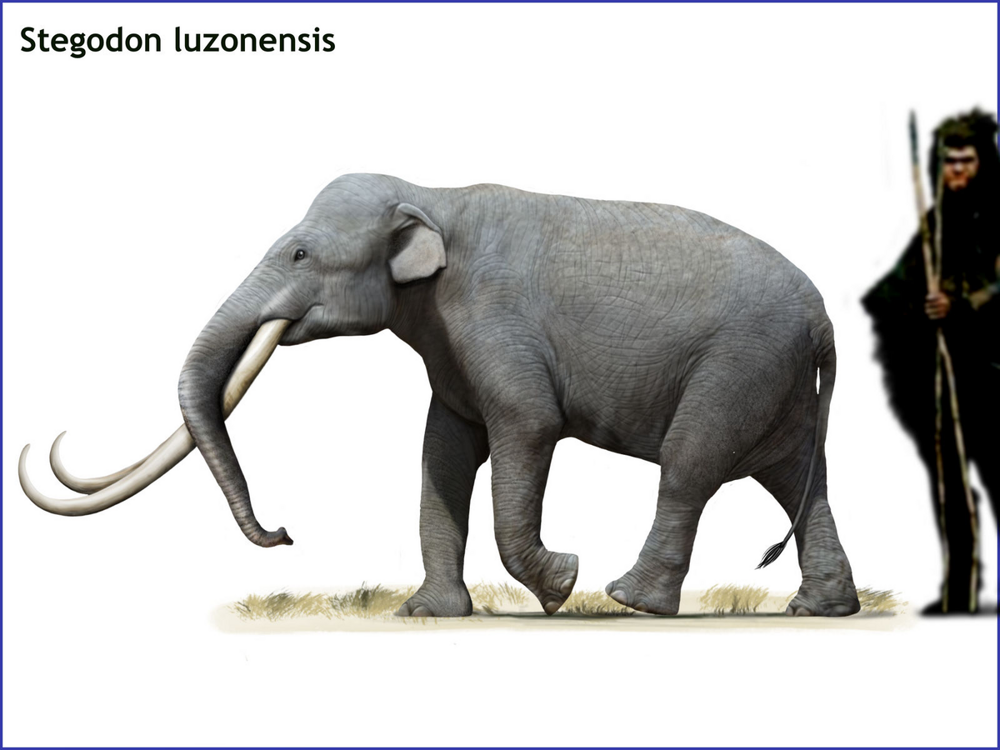 5 интересных вымерших слонов
5 интересных вымерших слонов