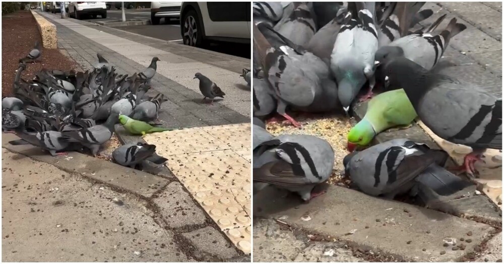 
        Свой среди чужих    