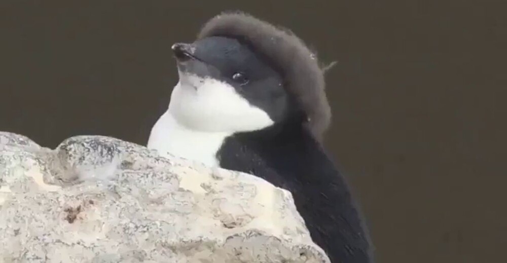 Милый пингвинёнок с забавной прической
Милый пингвинёнок с забавной прической