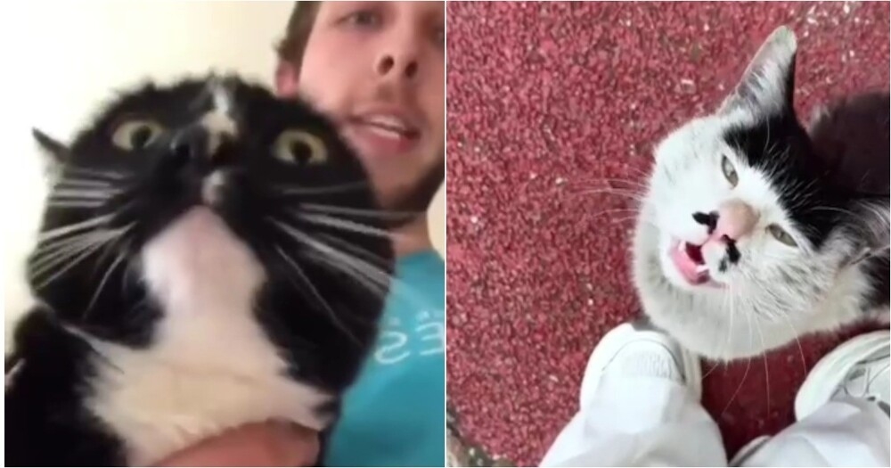 Кошки начали издавать необычные звуки
Кошки начали издавать необычные звуки