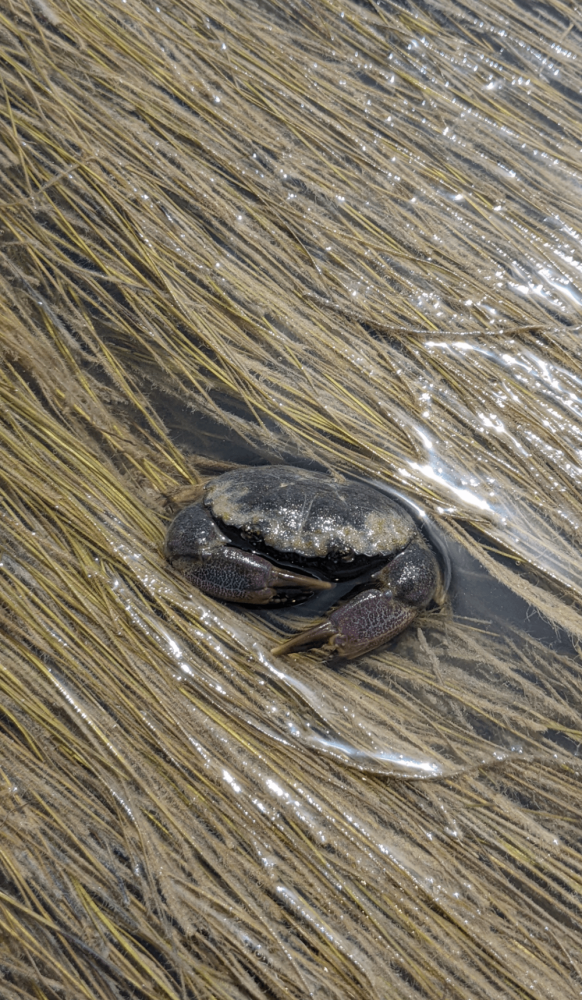 
        30+ животных, которые не&nbsp;знают о&nbsp;существовании проблем    