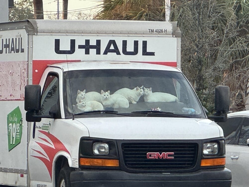 
        30+ животных, которые не&nbsp;знают о&nbsp;существовании проблем    