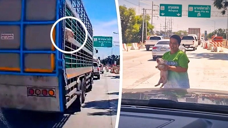 В Таиланде поросёнок выпал из грузовика и нашёл новый дом благодаря автомобилистам
В Таиланде поросёнок выпал из грузовика и нашёл новый дом благодаря автомобилистам