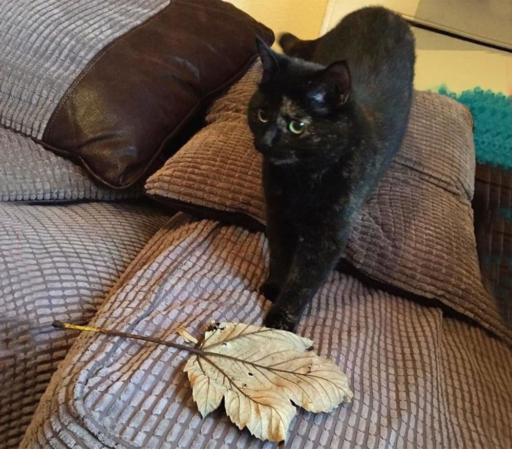 
        Зоологи объяснили, зачем кошки приносят хозяевам случайные предметы    