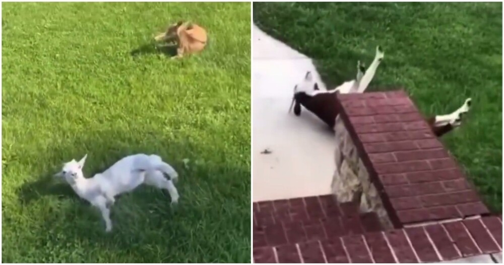 
        Козы, падающие в&nbsp;обморок    