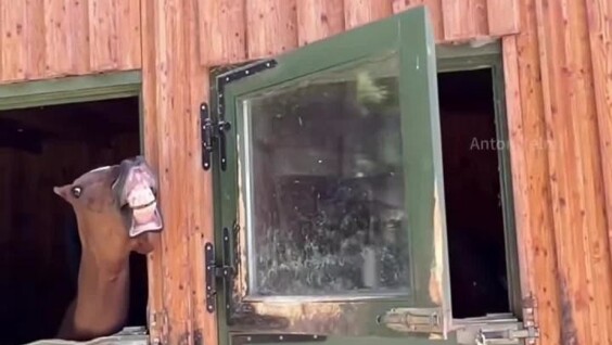 
        Подборка видео со&nbsp;странным и&nbsp;забавным поведением лошадей    