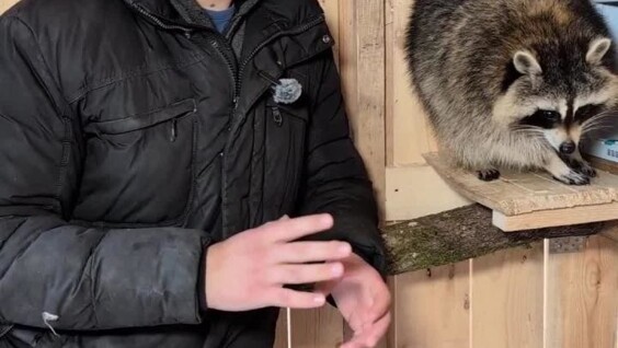 
        Почему еноты любят спать на&nbsp;высоте?    