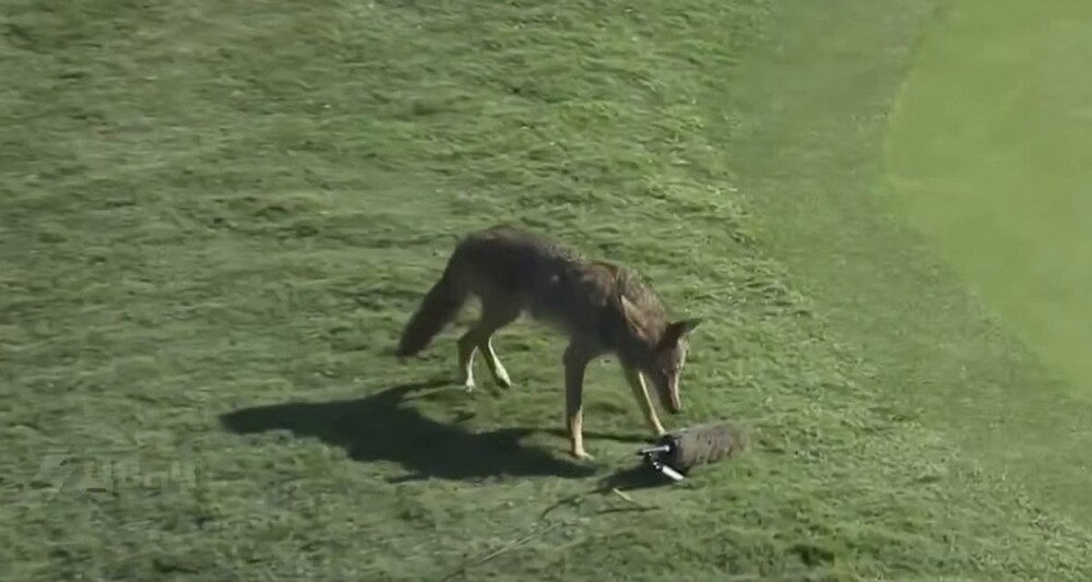 
        Попытка койота украсть микрофон    