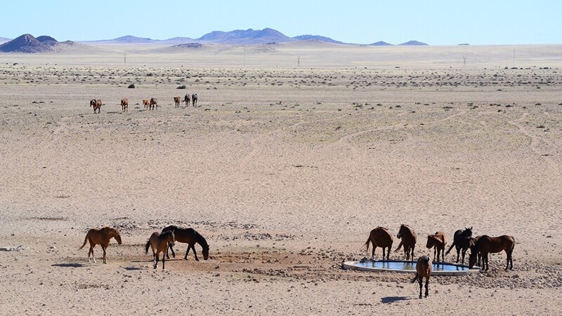 
        Тайна диких лордов Намиба    