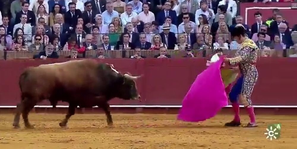 
        Бык&nbsp;ранил тореадора в&nbsp;ягодицу     