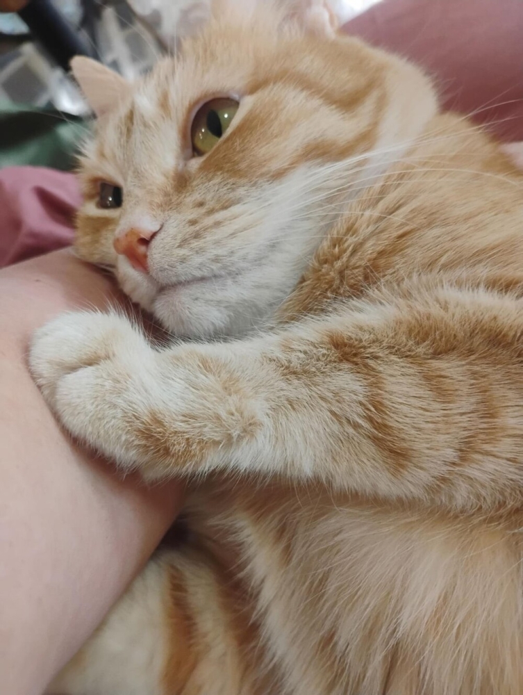 
        25+ пушистых мгновений радости, которые делают нашу жизнь счастливее    