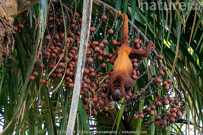 
        Паукообразные обезьяны: их&nbsp;хвост стал полноценной третьей рукой    