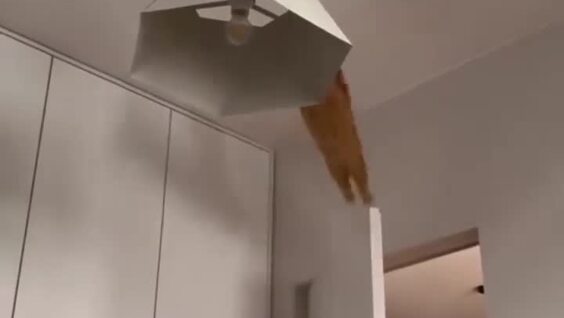 
        У&nbsp;рыжих котов всё&nbsp;стабильно    