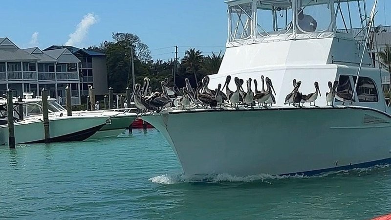 
        Бесплатный круиз: пеликаны катаются на&nbsp;лодке    