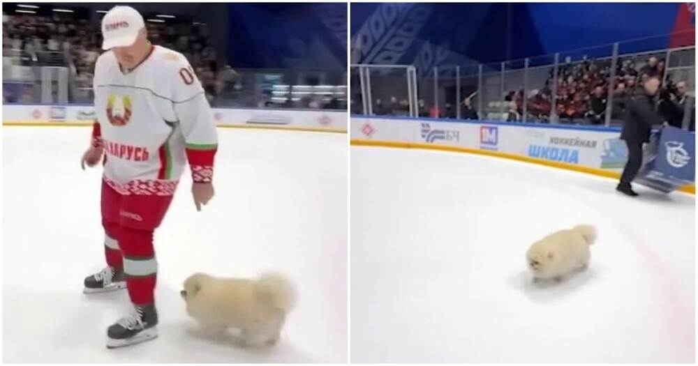 Шпиц Умка вышел на лёд вместе с Александром Лукашенко
Шпиц Умка вышел на лёд вместе с Александром Лукашенко