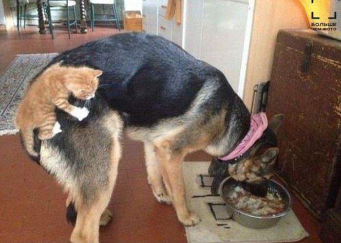 Подборка прикольных фото №3935