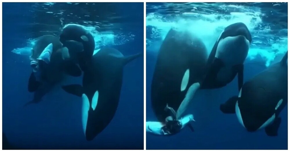 Косатки растерзали акулу
Косатки растерзали акулу