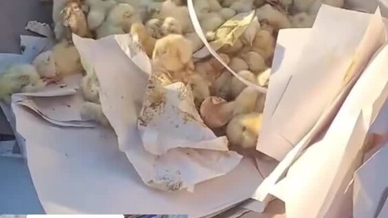 
        Мужчина спас цыплят, найденных на&nbsp;свалке    