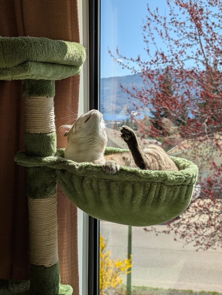 
        30+ животных, которые не&nbsp;знают о&nbsp;существовании проблем    