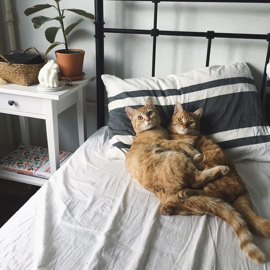 
        25&nbsp;фото котов, которые раскрасят яркими красками даже самый пасмурный день    