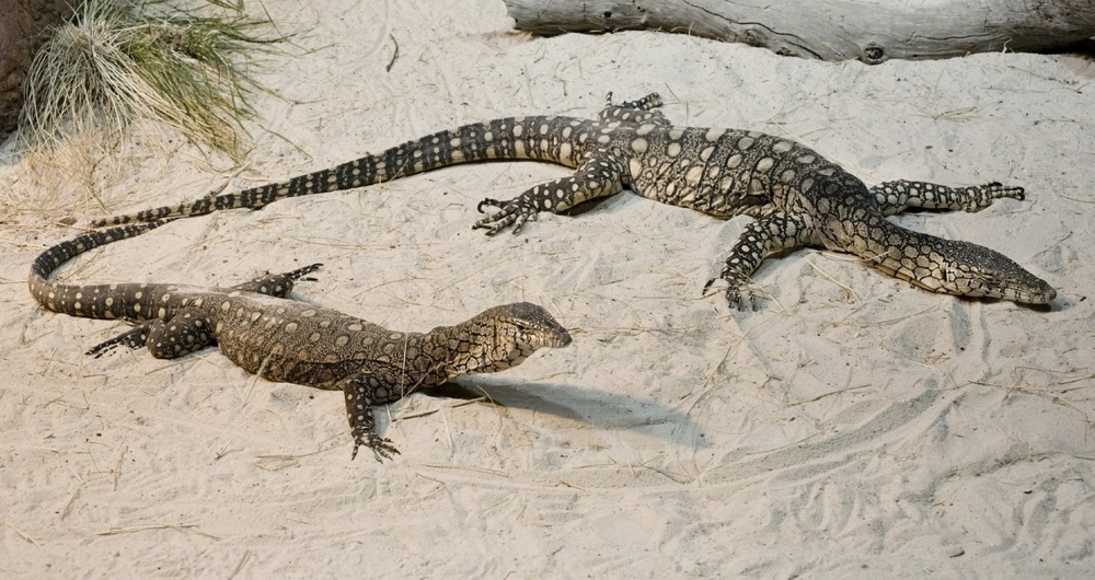 
        Перенти: варан-переросток убивает хвостом, ядом и&nbsp;скоростью    