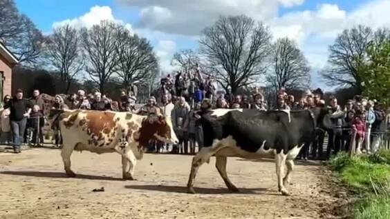 
        Коровы радуются свежей траве после зимы    