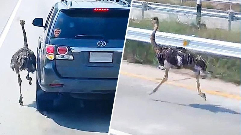 В Таиланде страус бежал рядом с машинами на оживлённой дороге
В Таиланде страус бежал рядом с машинами на оживлённой дороге