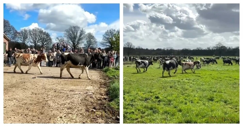 
        Коровы радуются свежей траве после зимы    