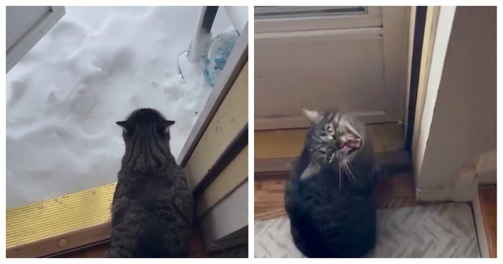 
        Кот&nbsp;ругается, когда видит снег    