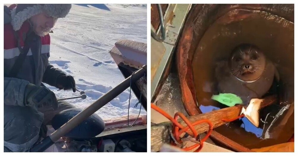 
        Музыка для&nbsp;нерпы    