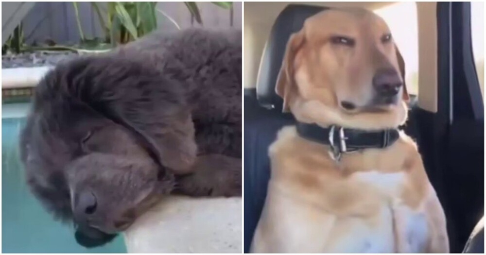 Подборка сонных собак
Подборка сонных собак