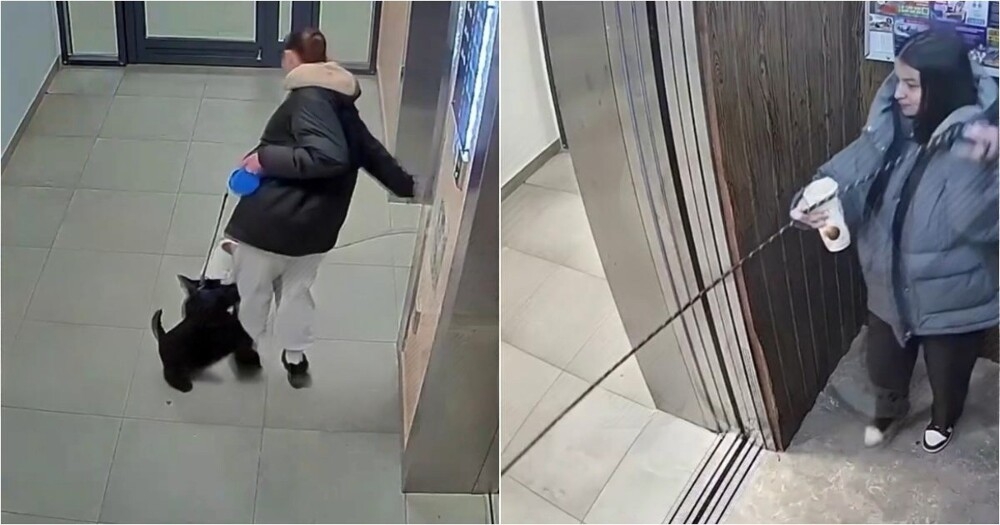 
        В&nbsp;Казани собака напала на&nbsp;девушку и&nbsp;её&nbsp;питомца у&nbsp;лифта    