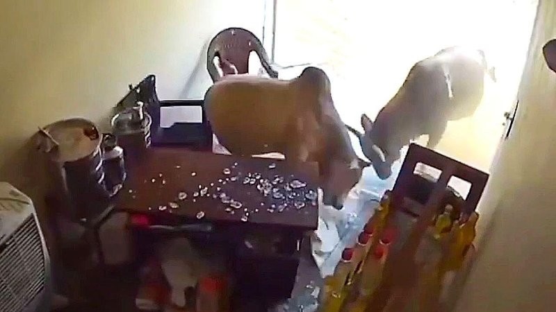 
        Два&nbsp;быка ворвались в&nbsp;магазин &mdash; сотрудник успел укрыться    