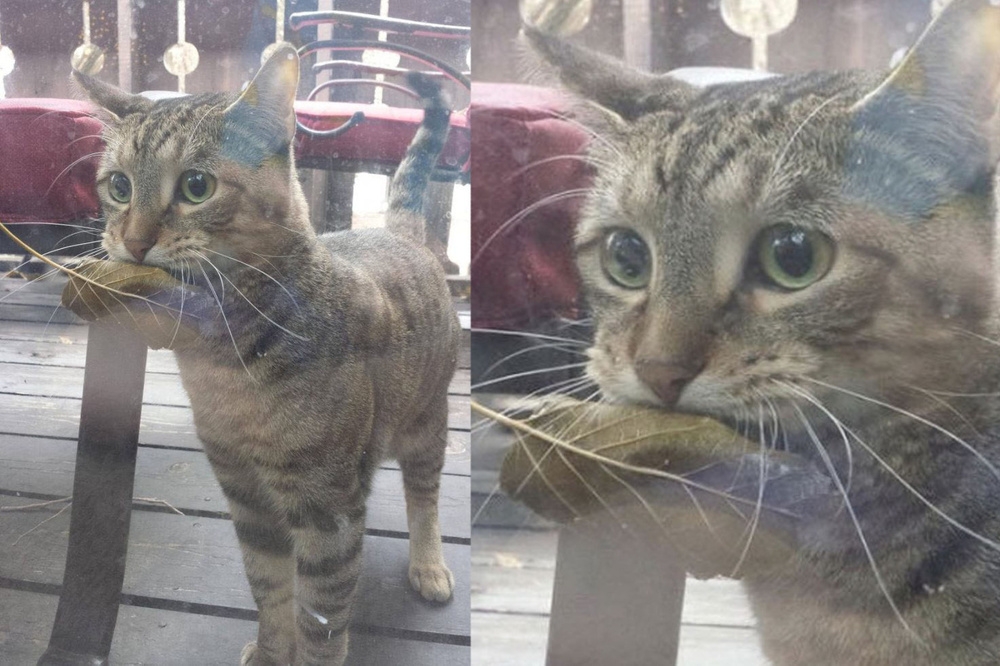 
        Зоологи объяснили, зачем кошки приносят хозяевам случайные предметы    