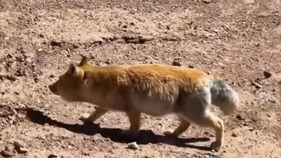 
        Девушка встретила тибетскую лису    