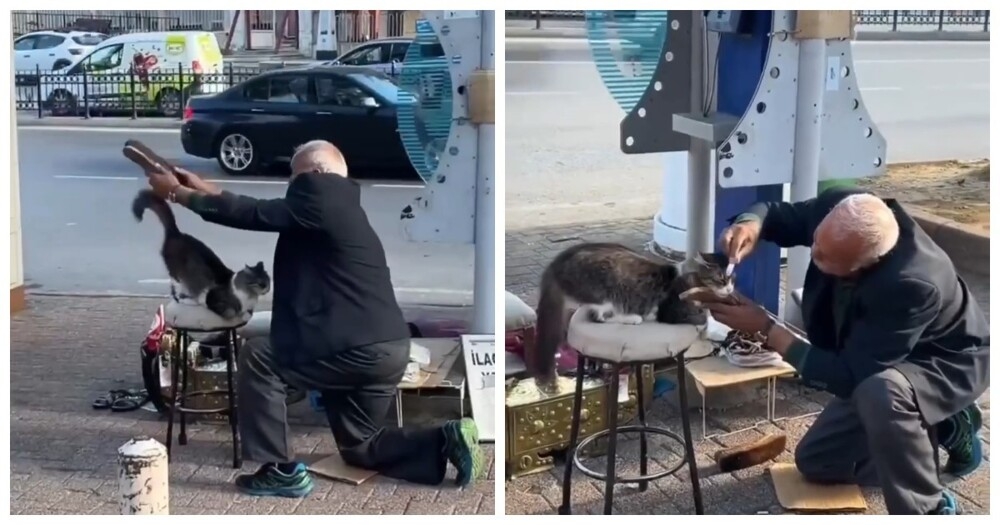 
        В&nbsp;Турции к&nbsp;пожилому чистильщику обуви каждое утро приходит кот    