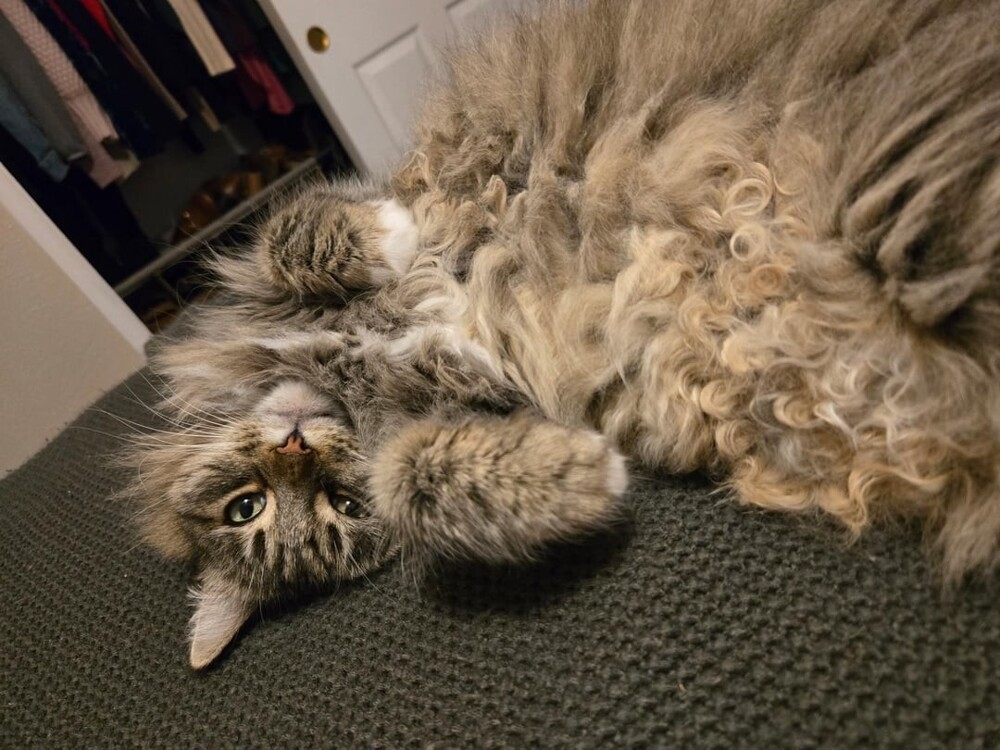 
        25+ пушистых мгновений радости, которые делают нашу жизнь счастливее    