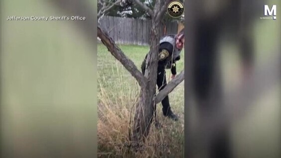 
        Дятел сел&nbsp;на&nbsp;полицейскую и&nbsp;не&nbsp;хотел улетать    