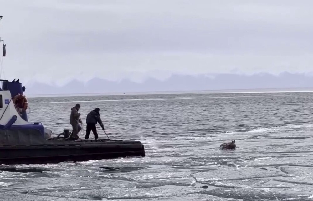 
        На&nbsp;Байкале спасли беременную косулю    