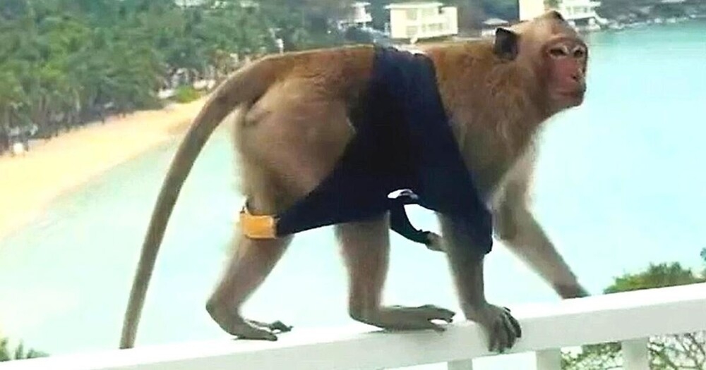 
        Банда обезьян устроила &laquo;модельный показ&raquo; на&nbsp;балконе отеля    