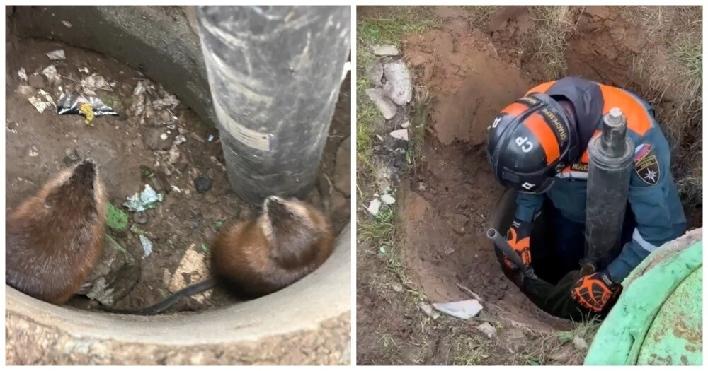 
        Неравнодушные люди спасли двух ондатр, провалившихся в&nbsp;сухой колодец⁠    