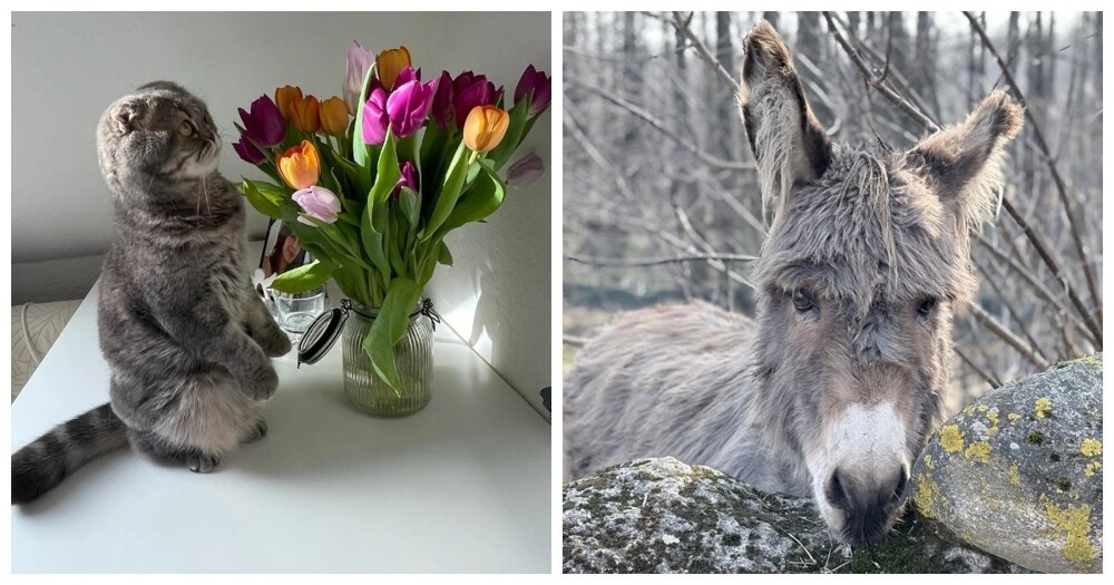 
        30+ животных, которые не&nbsp;знают о&nbsp;существовании проблем    