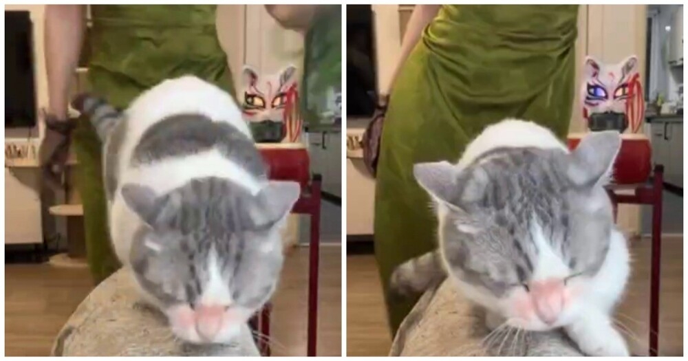 
        Кошке нравится, когда её&nbsp;шлёпают    