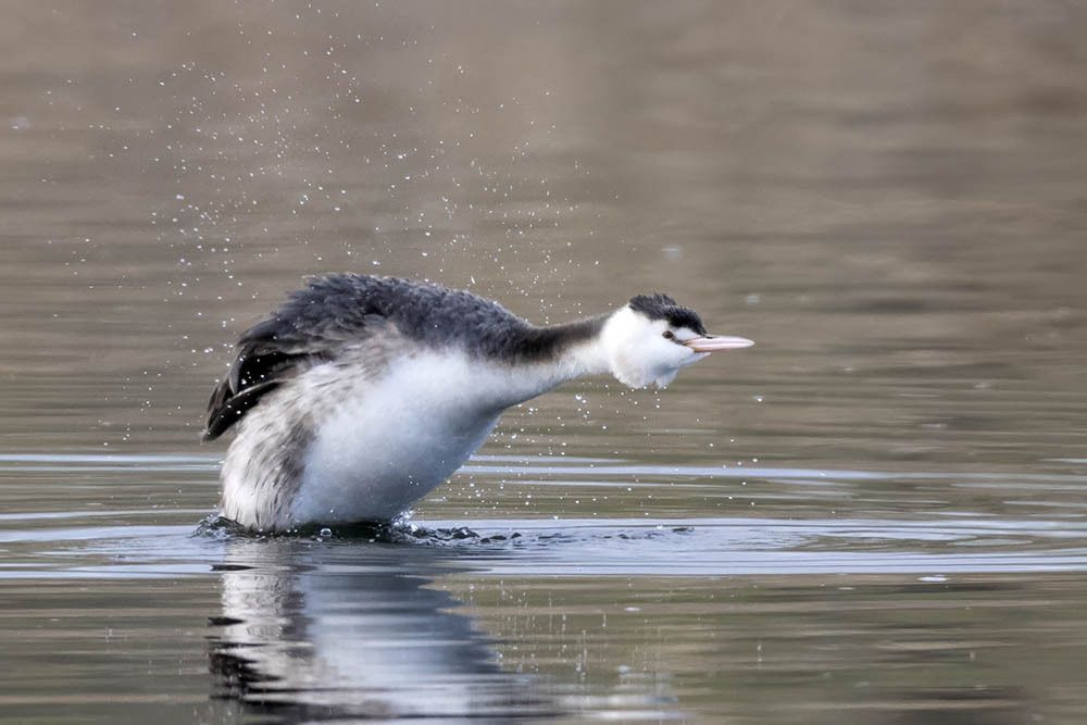 
        Чомга: птица года в&nbsp;России 2026    