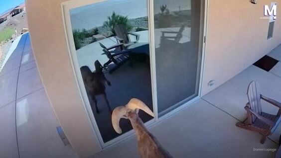 
        В&nbsp;США&nbsp;баран атаковал своё отражение    