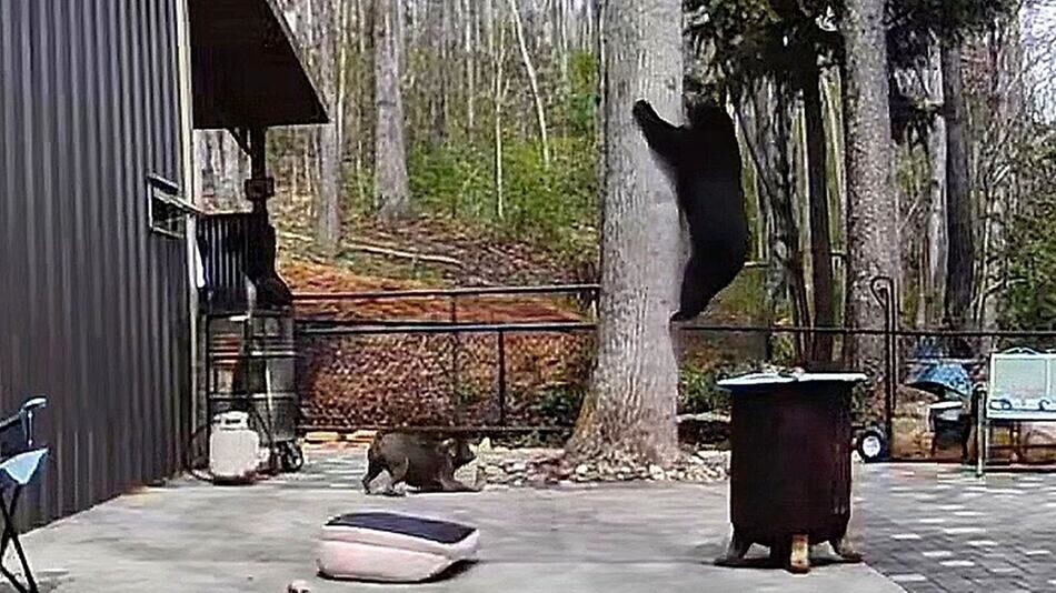 
        Неожиданные гости: медведи оказались на&nbsp;частной территории    